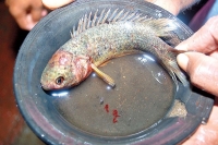 Fish falls from sky in telugu state