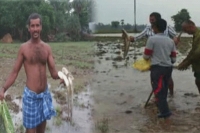 Fish rain at uvuruvari palem in guntur