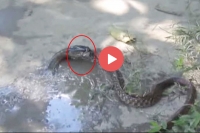 Fish and snake bizarre video viral
