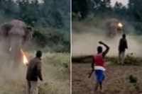 Odisha forest guard is a picture of courage as he tames a raging elephant