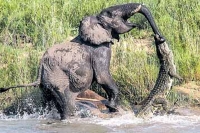 Crocodile attacks elephant at watering hole
