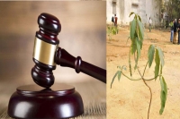 Plant 5 saplings will cancel arrest order court tells rape accused