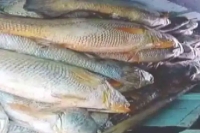 Fisherman becomes crorepathi as he catches fish with heart of gold