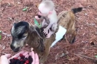13 million views for this adorable video of baby monkey riding a goat