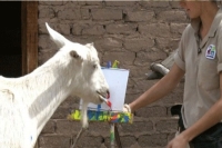 Meet the goat that paints