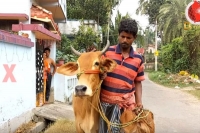 Man seeks gold loan against cows after ghosh s remark