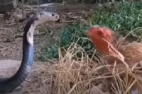 Viral video mother hen fights off snake to protect her chicks what happens next