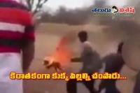 Hyderabad youth brutually kill dog puppets by throwing into flames