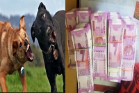 2 25 crores in new notes seized from bengaluru flat guarded by elderly woman s 2 dogs
