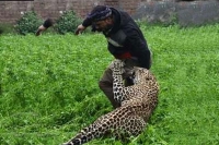 Leopard that strayed into jalandhar village set free in natural habitat