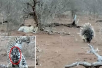 Leopard attacks porcupines ends up being a victim