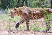 Woman saves daughter from jaws of leopard