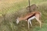 Watch deer busy grazing while cheetah tries to attack it here s what happened next