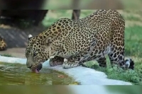 Gvk guard spots leopard in garden s swiming pool drinking water
