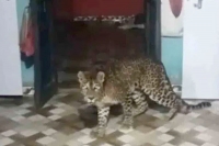Leopard enters home in satara rescued by forest officials