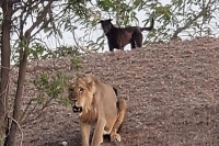 Video of lion gambolling with dog in gujarat shocks villagers
