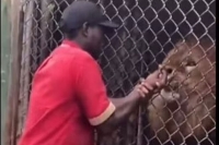 Watch zookeeper has finger bitten off by lion after teasing it through cage