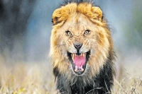 Pakistani photo grapher takes photo of lion very closely