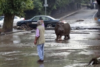 Tigers lions and hippopotamus roam free in georgia s capital after flood
