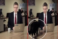 The new bbc dad is a latvian mayor whose cat interrupted his live stream