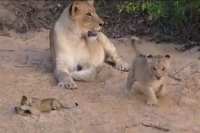 Adorable viral video of a lion cub playing with its mother is the cutest ever