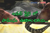 Man marries pet snake he believes is his dead girlfriend