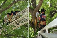 Man climbs tree to rescue his pet cat in viral video see what happened next