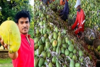 Noorjahan mangoes fetch up to rs 1 000 apiece in madhya pradesh