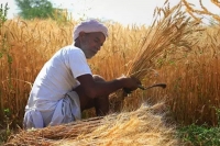 Government hikes minimum support price for 17 kharif crops including paddy