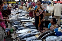 One kelogram fish only for five rupees at aakivedu of ap