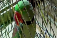 Pet parrot exposes husband s affair with housemaid
