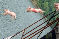 China tourism official planed to entertaining by flying pigs