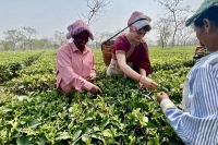 Priyanka gandhi plucks tea leaves at tea garden in poll bound assam
