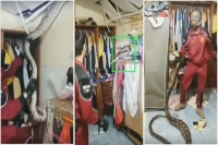 Rescue worker removes giant snake from ceiling of home