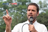 Rahul gandhi no for cwc president