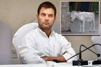 A donkey decided to suicide after hearing rahul gandhi speech
