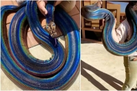 Gorgeous rainbow snake will leave all reptile lovers mesmerized