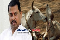 Beef festival goshamahal mla rajasingh arrested