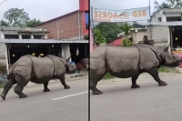A scary video of a rhino running down a street is going viral internet can t believe it