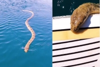 Paddle boarder faces sea snake in the middle of the ocean watch fascinatingly terrifying video