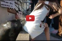 Sea lion violently hauls little girl