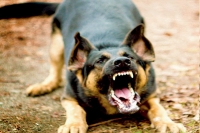 Us military alsatian dog takes on isis jihadis