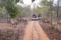 Watch a streak of tigers spotted crossing a forest road