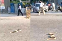Snake tries to cross busy karnataka street brings traffic to a halt rescued later