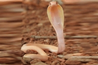 In a first rare albino cobra rescued in bengaluru