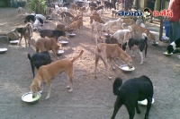 Grand farewell for vijayawada street dogs