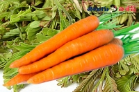 Tamarind leaves carrots health benefits home remedies