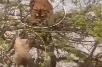 Viral video tiger climbs tree to hunt clever monkey teaches him a lesson