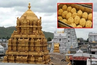Adulterated ghee used in tirumala laddu prasadam