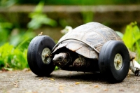 An idea changed a tortoise life